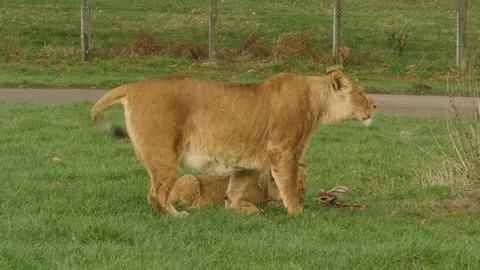 A lioness eats with her cubs Stock Footage 122202082