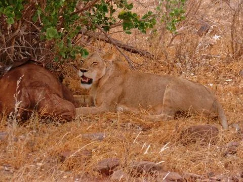 A lioness eats her prey. Stock Photos