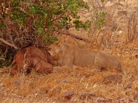 A lioness eats her prey. Stock Photos