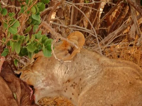 A lioness eats her prey. Foto stock