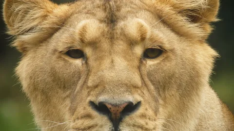 Lioness face Extreme Close up Stock Footage 162506607