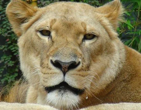 Lioness face looking into camera Stock Photos