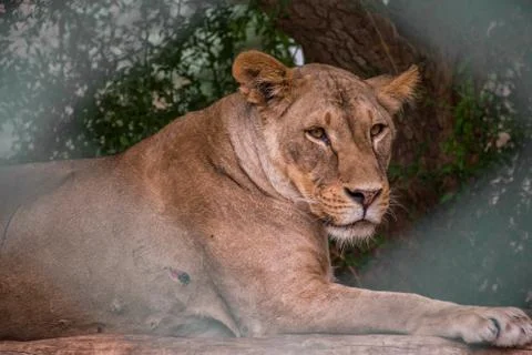 Lioness face is the main subject focused through the fences of cage Stock Photos