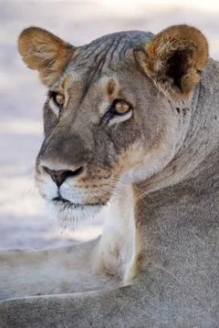 Lioness face Stock Photos