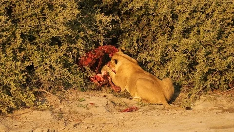 Lioness feeding on carcass 스톡 동영상 119282386