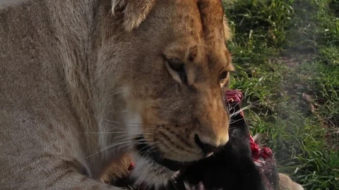 Lioness feeding Video stock 74701327