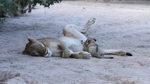 Lioness feeds Cubs Stock Footage 41640287