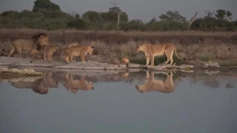 Lioness with five cubs playing at dawn waterhole — Romeo arrives Stock Footage 322030116