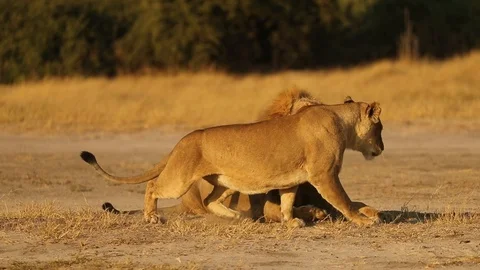 Lioness flirtatious behavior with lion Stock Footage 119282823
