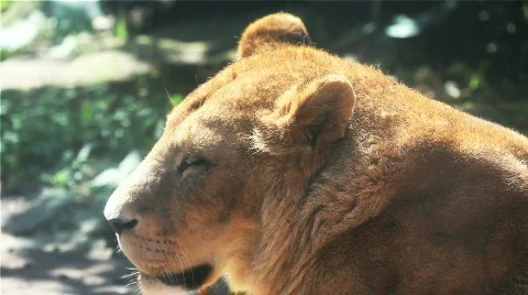 Lioness Stock Footage 489103