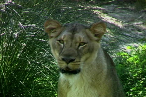 Lioness Video stock 818645