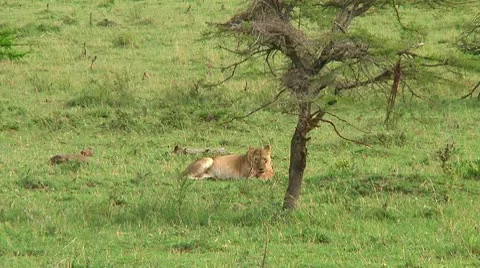 Lioness Stock Footage 10269957