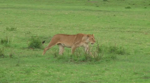 Lioness Stock Footage 10580193