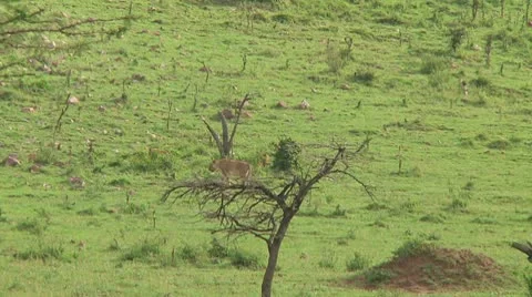 Lioness Stock Footage 10677935