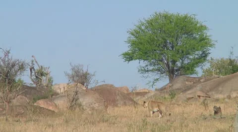 Lioness Stock Footage 10709272