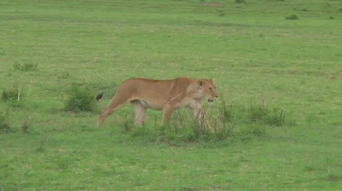 Lioness Stock Footage 10709907