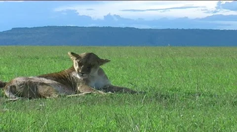 Lioness Stock Footage 12527504