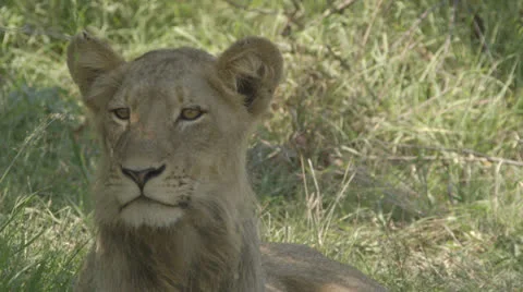 Lioness Stock Footage 26548663