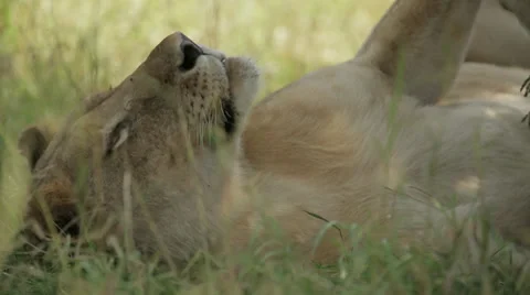 Lioness Stock Footage 28658188