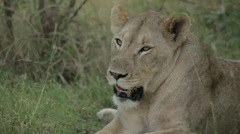 Lioness Stock Footage 28661335