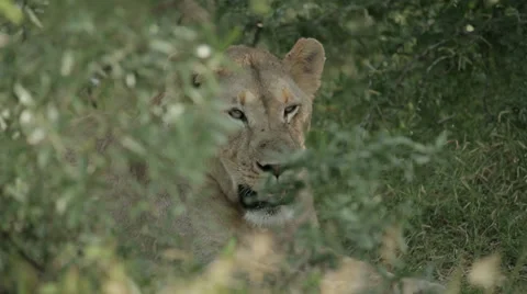 Lioness Stock Footage 28674637