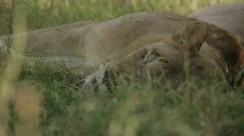 Lioness Stock Footage 28675391