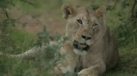 Lioness Stock Footage 28678739