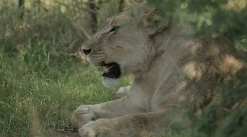Lioness Stock Footage 28708327