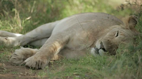 Lioness Stock Footage 28722683