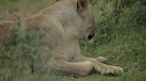 Lioness 動画素材 28723129
