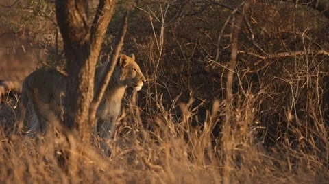 Lioness Stock Footage 29665756