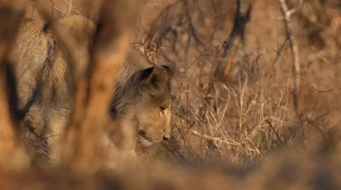 Lioness Stock Footage 29666422
