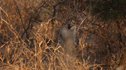 Lioness Stock Footage 29667203