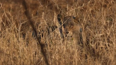 Lioness Stock Footage 29667205