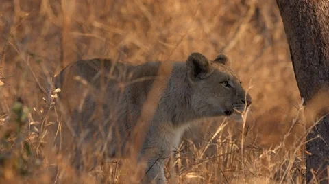Lioness Stock Footage 29668901