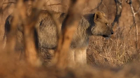 Lioness Stock Footage 29670116