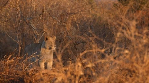 Lioness Stock Footage 29670294