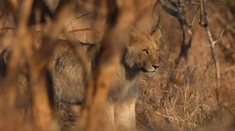 Lioness Stock Footage 29671334