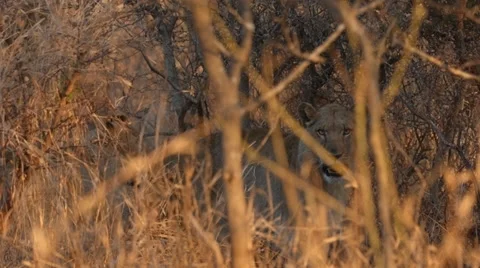 Lioness Stock Footage 29671430