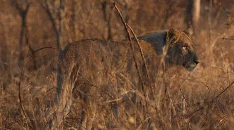 Lioness Stock Footage 30288895