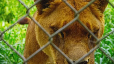 Lioness Stock Footage 107621021