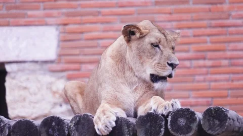 Lioness Video stock 110989871