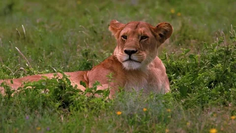 Lioness Stock Footage 286723850