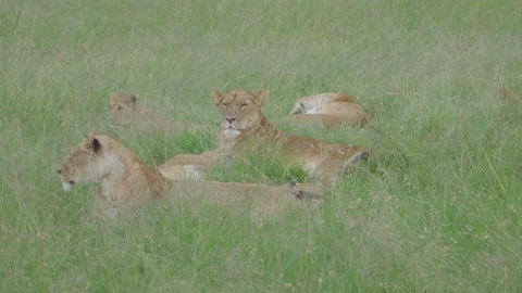 Lioness gets pawed in the face by her cub and she doesn't seemed impressed Stock Footage 96723693