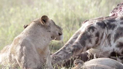 Lioness at giraffe hunt Stock Footage 301907237