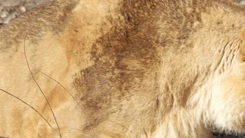 Lioness is goes Stock Footage 136675870
