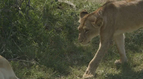 Lioness greeting Stock Footage 26694448