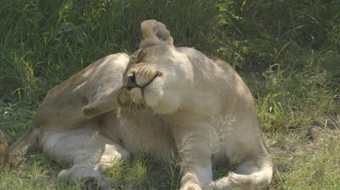 A lioness grooming Stock Footage 26423340