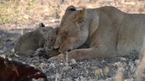 Lioness grooming her cub while nursing — Savuti (Northern Pride) Stock Footage 319387453