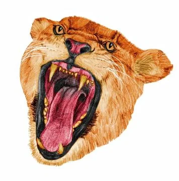 Lioness growling Illustrazione stock